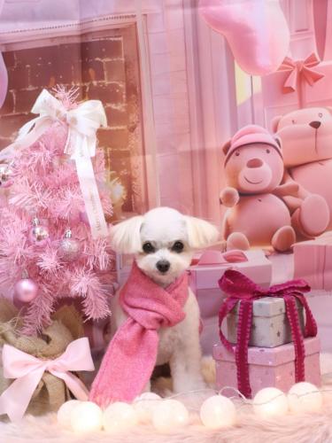 20241212小雪ちゃん